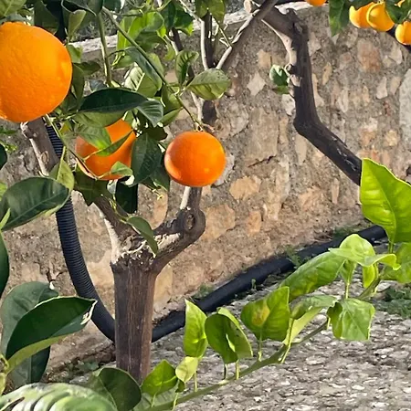 Tenuta Solleone Peschici